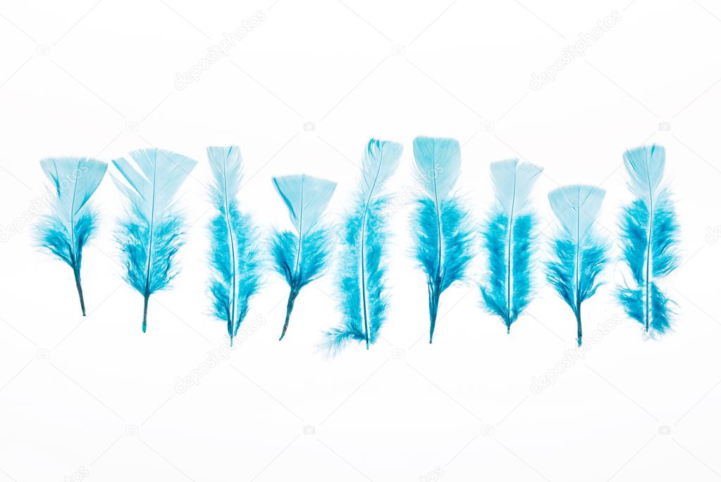 row of blue lightweight feathers isolated on white