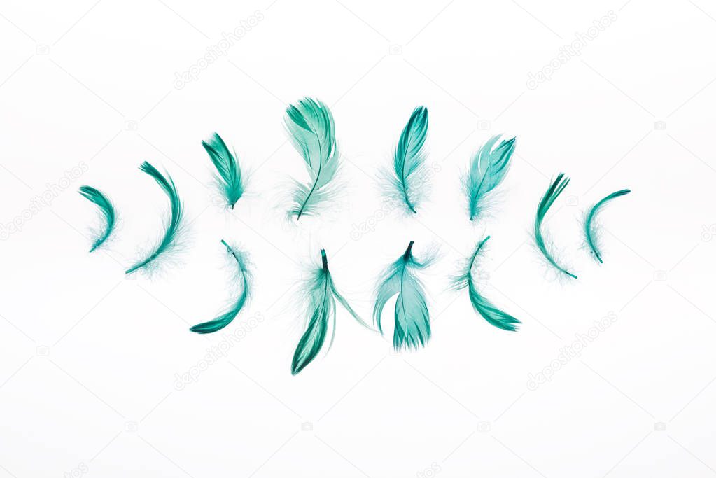 rows of green bright feathers isolated on white