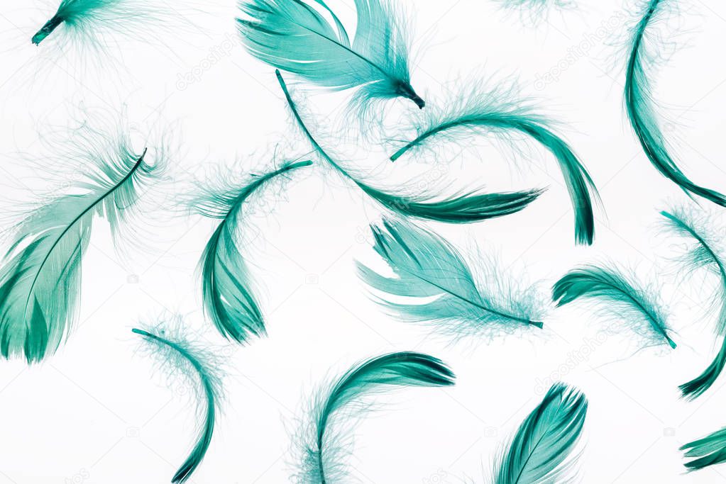 green lightweight and soft feathers isolated on white
