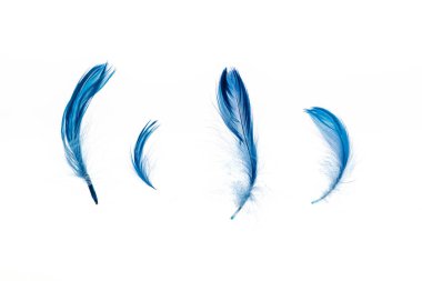 blue bright lightweight four feathers isolated on white clipart