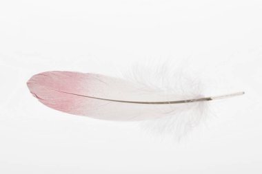 soft and lightweight feather with pink and white gradient isolated on white clipart