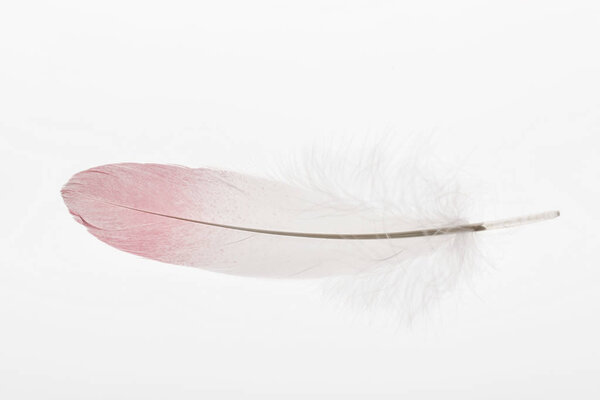 soft and lightweight feather with pink and white gradient isolated on white