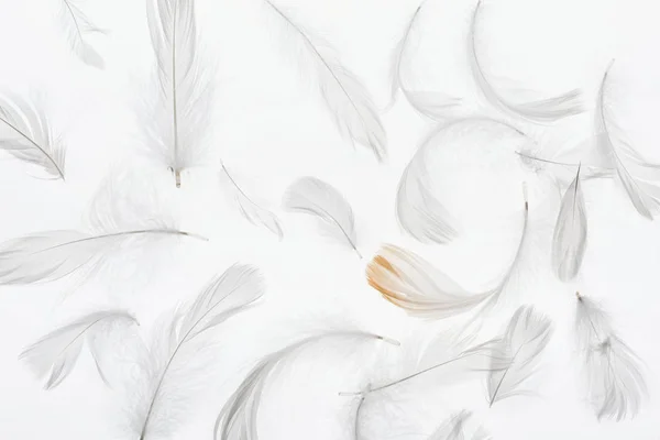 无缝的背景与灰色羽毛查出在白色 — 图库照片