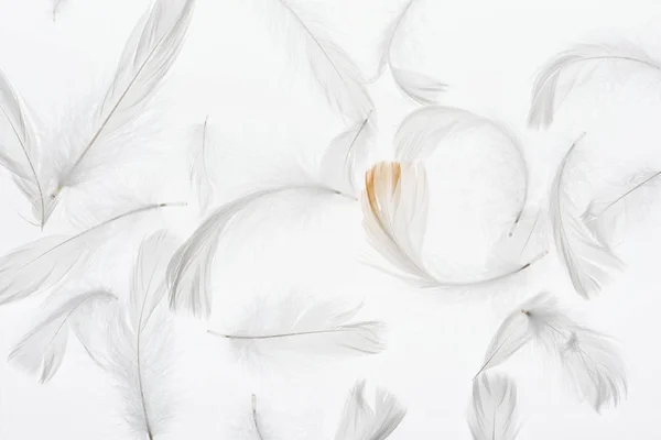 白で孤立した灰色の軽量のかすかな羽が付いている継ぎ目が無い背景 — ストック写真