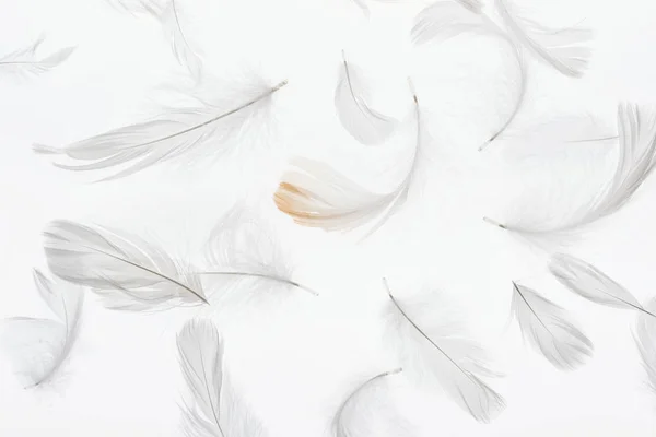 无缝的背景与灰色轻的羽毛查出在白色 — 图库照片