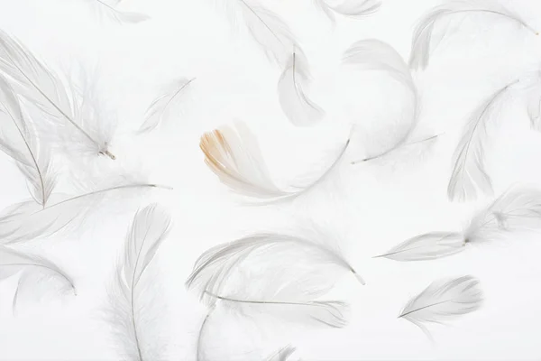 Fondo Sin Costuras Con Plumas Suaves Grises Aisladas Blanco — Foto de Stock