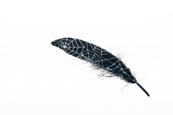 Painted Black Lightweight Feather Spiderweb Isolated White — Stock Photo, Image