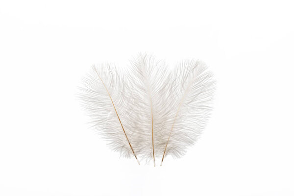 grey fluffy faint three feathers isolated on white