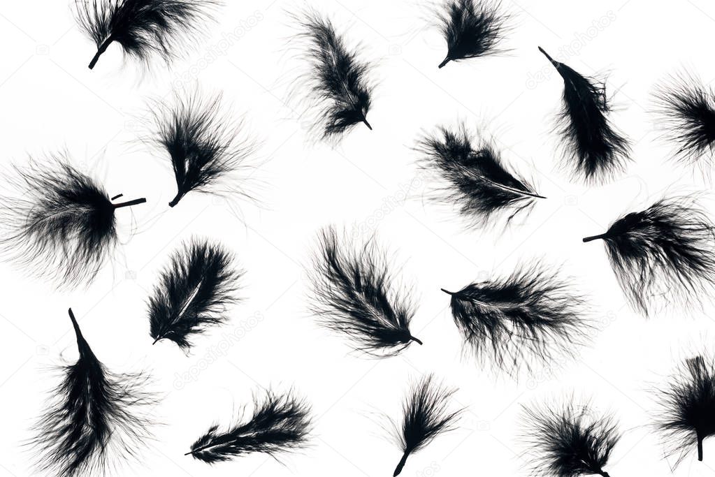 seamless background with black lightweight feathers isolated on white