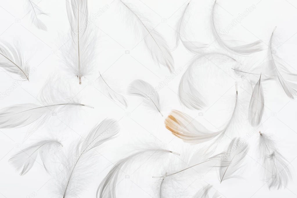 seamless background with grey feathers isolated on white