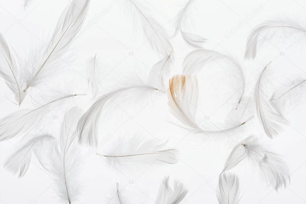 seamless background with grey lightweight faint feathers isolated on white