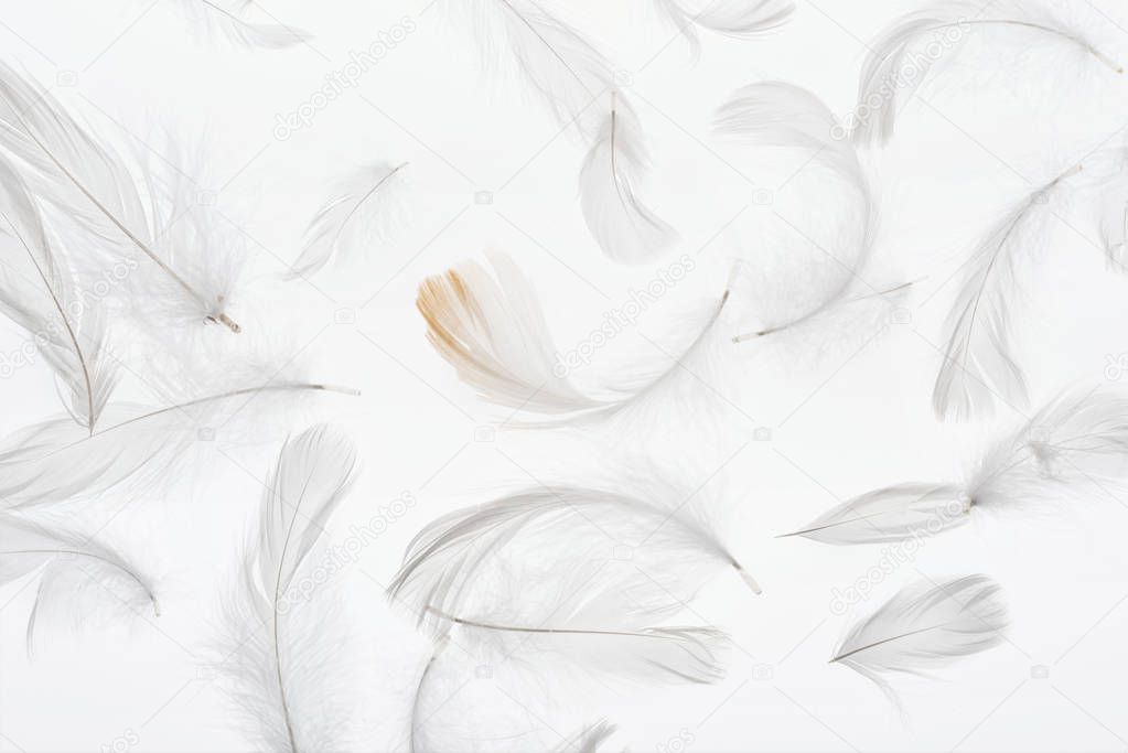 seamless background with grey faint soft feathers isolated on white