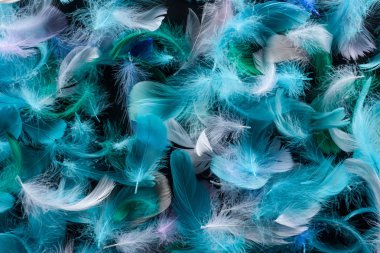 seamless background with bright blue, green and turquoise feathers isolated on black clipart