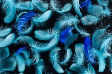 seamless background with multicolored blue feathers isolated on black clipart
