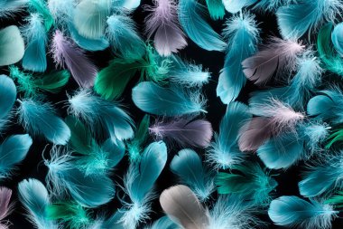seamless background with colorful and soft feathers isolated on black clipart