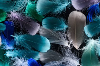 seamless background with multicolored light feathers isolated on black clipart