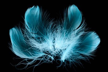 blue bright textured and soft plumes isolated on black clipart