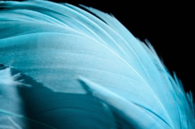 close up of light colorful blue textured feather isolated on black clipart