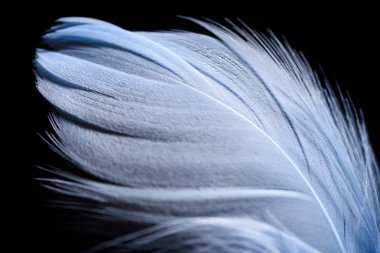 close up of lightweight and soft textured feather isolated on black clipart