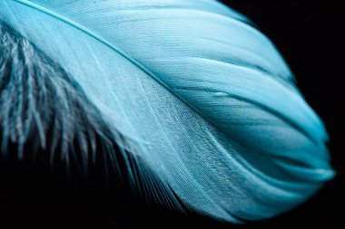 close up of lightweight blue textured feather isolated on black clipart