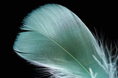 close up of light green and soft textured feather isolated on black clipart
