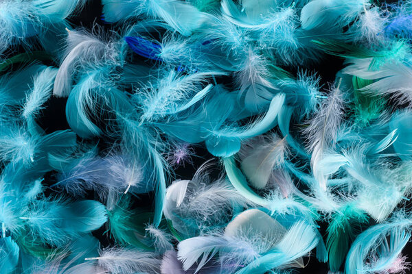 seamless background with bright blue, green and turquoise feathers isolated on black