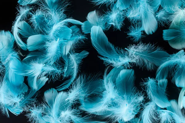 Seamless Background Bright Blue Feathers Isolated Black — Stock Photo, Image