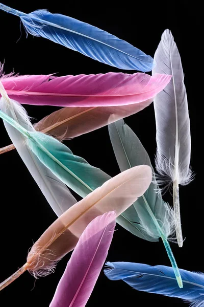 Row Bright Soft Colorful Feathers Isolated Black — Stock Photo, Image