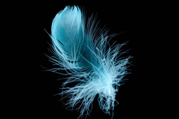 blue bright textured and lightweight feather isolated on black