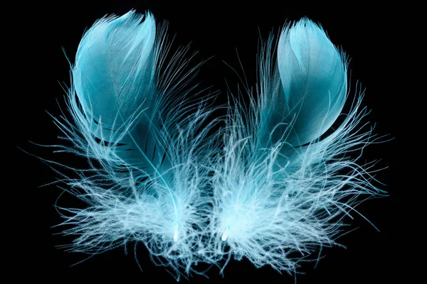 Blue Bright Textured Soft Feathers Isolated Black — Stock Photo, Image