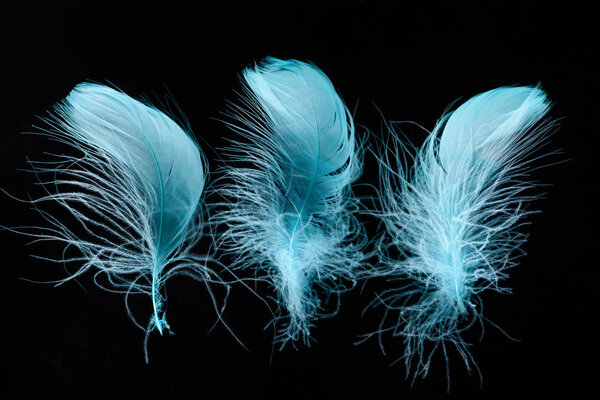 row of blue bright textured and lightweight feathers isolated on black
