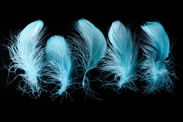 一套蓝色明亮的纹理和轻盈的羽毛隔离在黑色 — 图库照片