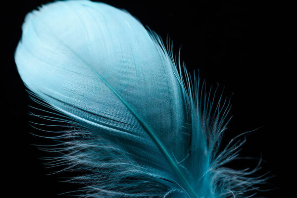 close up of bright blue textured feather isolated on black