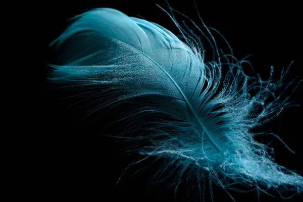 关闭软的蓝色羽毛隔离在黑色 — 图库照片