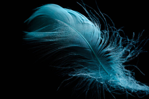 close up of soft blue feather isolated on black