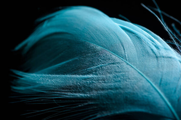 close up of colorful blue textured feather isolated on black