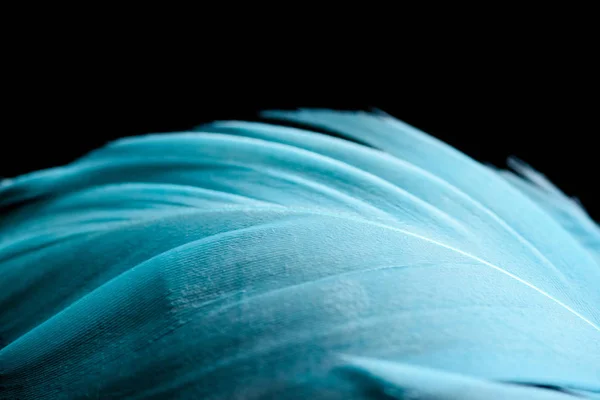 Close Colorful Soft Blue Textured Feather Isolated Black — Stock Photo, Image