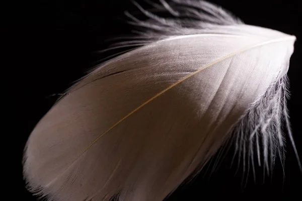 关闭轻盈的米色和柔软的纹理羽毛隔离在黑色 — 图库照片