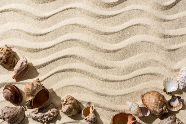 Top View Sandy Background Smooth Waves Seashells Copy Space — Stock Photo, Image