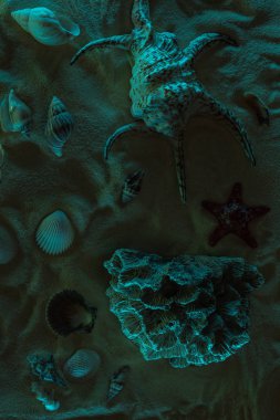 deniz kabukları, denizyıldızı ve mercan kum üzerinde karanlık ışık ile üst görünümü