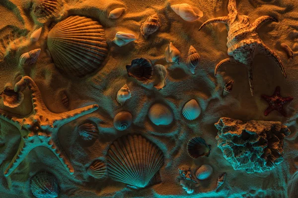 オレンジと青のライトと砂の上の貝殻 ヒトデ 海の石やサンゴのトップビュー — ストック写真