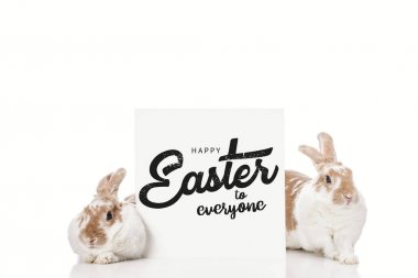 cute bunnies near board with black happy Easter to everyone lettering isolated on white clipart