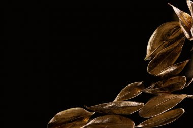 kopya alanı ile siyah izole altın dekoratif yaprakları üst görünümü