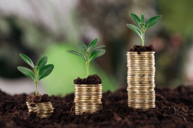 selective focus of arranged golden coins with green leaves and soil, financial growth concept clipart