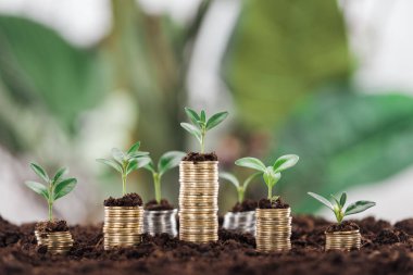 arranged coins with green leaves and soil, financial growth concept clipart