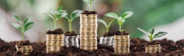 panoramic shot of golden coins with green leaves and soil, financial growth concept clipart