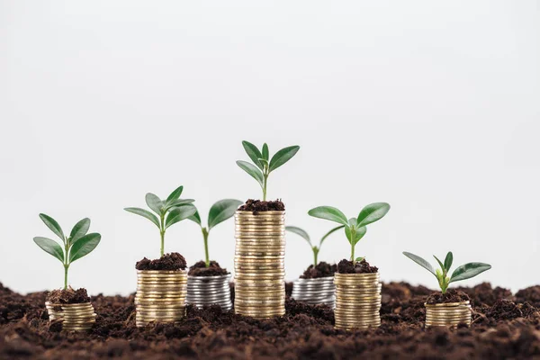 Coins Green Leaves Soil Isolated White Copy Space Financial Growth — Stock Photo, Image