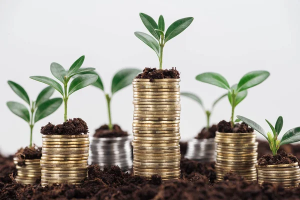 Monedas Oro Con Hojas Verdes Suelo Aislado Blanco Concepto Crecimiento — Foto de Stock