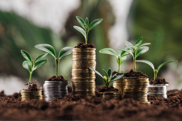 silver and golden coins with green leaves and soil, financial growth concept