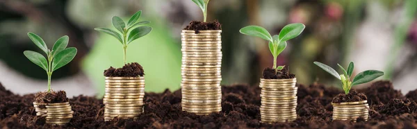 Panoramic Shot Coins Green Leaves Soil Financial Growth Concept — Stock Photo, Image